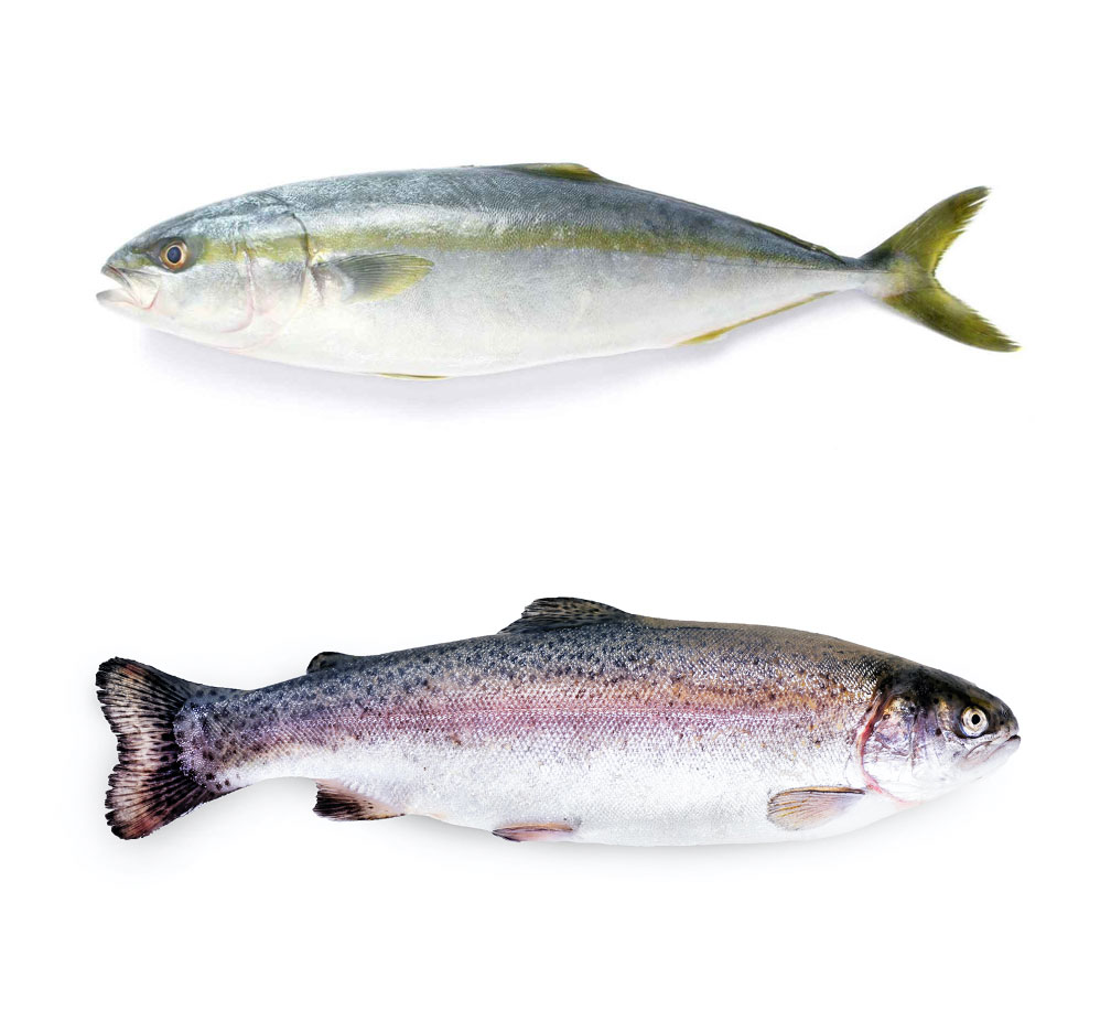 Yellowtail Kingfish